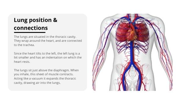 The Lungs: Structure, Function and Preventable Disease Education Presentation — slide 7
