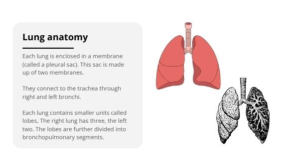 The Lungs: Structure, Function and Preventable Disease Education Presentation — slide 8
