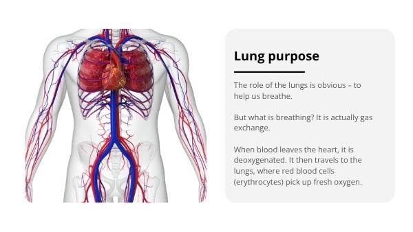 The Lungs: Structure, Function and Preventable Disease Education Presentation — slide 9