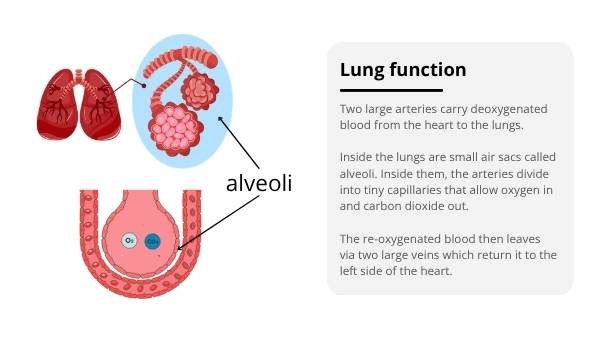 The Lungs: Structure, Function and Preventable Disease Education Presentation — slide 10
