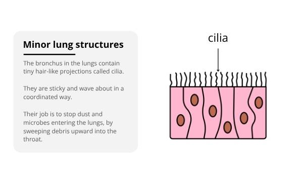 The Lungs: Structure, Function and Preventable Disease Education Presentation — slide 11