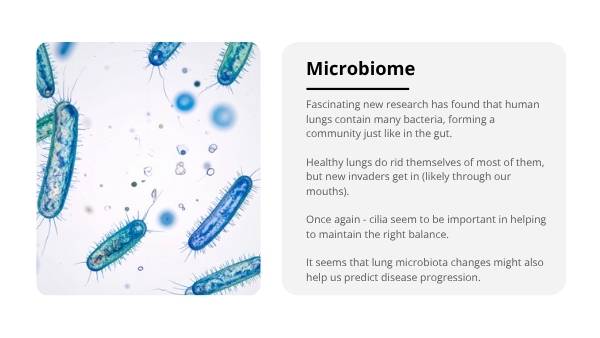 The Lungs: Structure, Function and Preventable Disease Education Presentation — slide 12