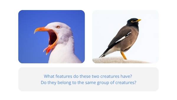 The Features of Creatures Education Presentation — slide 7