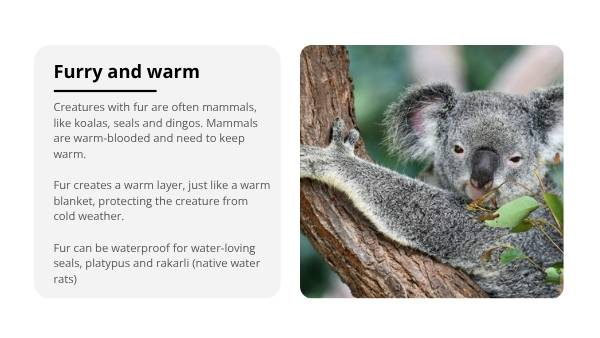 The Features of Creatures Education Presentation — slide 9