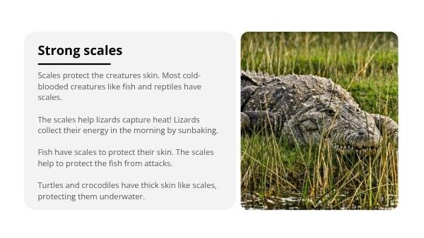 The Features of Creatures Education Presentation — slide 11