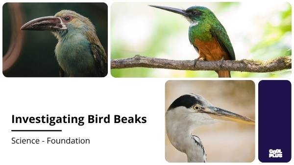Investigating Bird Beaks Education Presentation — slide 1