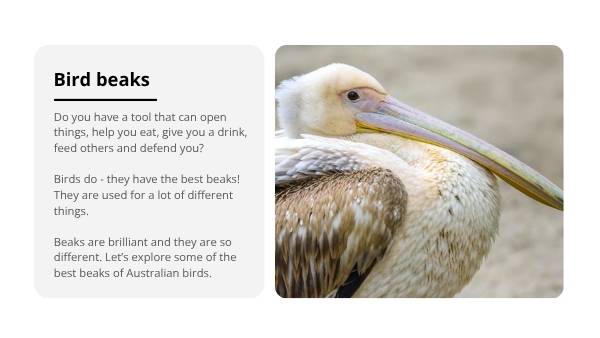 Investigating Bird Beaks Education Presentation — slide 3