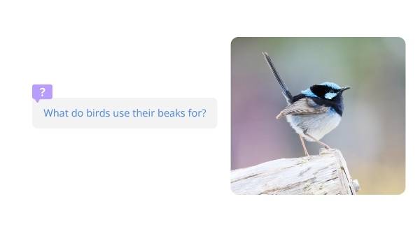 Investigating Bird Beaks Education Presentation — slide 4