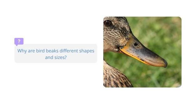 Investigating Bird Beaks Education Presentation — slide 5