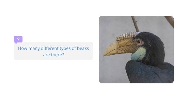 Investigating Bird Beaks Education Presentation — slide 6
