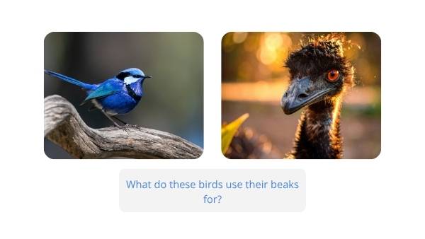 Investigating Bird Beaks Education Presentation — slide 7