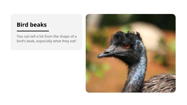 Investigating Bird Beaks Education Presentation — slide 8
