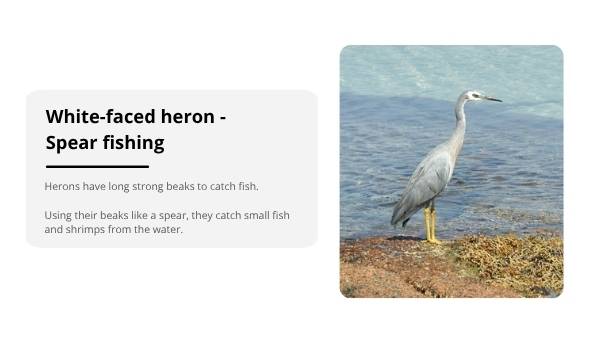 Investigating Bird Beaks Education Presentation — slide 9