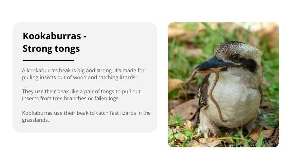 Investigating Bird Beaks Education Presentation — slide 10