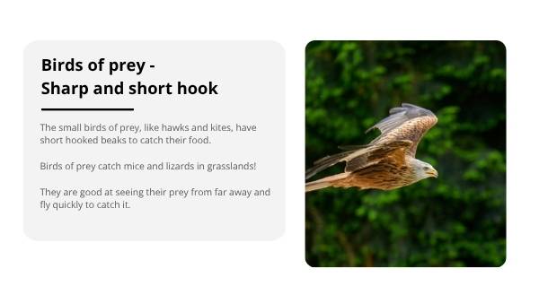 Investigating Bird Beaks Education Presentation — slide 11