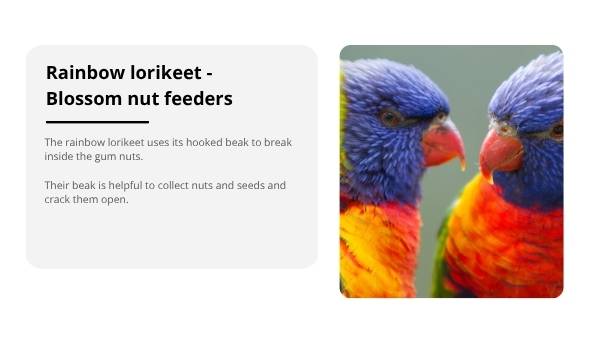 Investigating Bird Beaks Education Presentation — slide 12