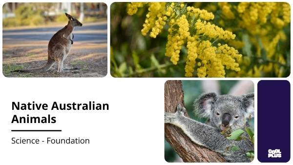 Native Australian Animals Education Presentation — slide 1