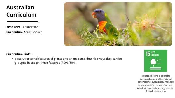 Native Australian Animals Education Presentation — slide 2