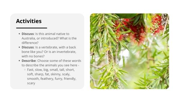 Native Australian Animals Education Presentation — slide 3