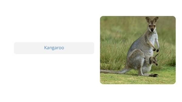 Native Australian Animals Education Presentation — slide 4