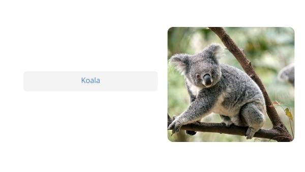 Native Australian Animals Education Presentation — slide 5