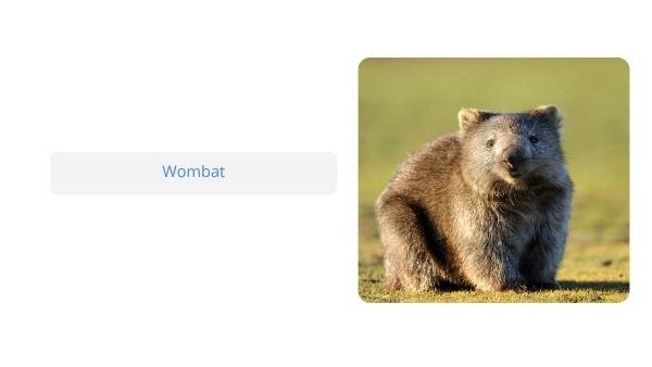 Native Australian Animals Education Presentation — slide 6