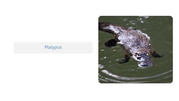 Native Australian Animals Education Presentation — slide 7