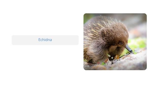 Native Australian Animals Education Presentation — slide 8