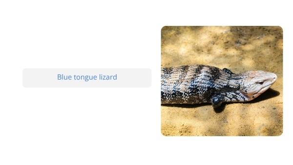 Native Australian Animals Education Presentation — slide 9