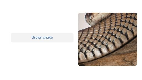Native Australian Animals Education Presentation — slide 10