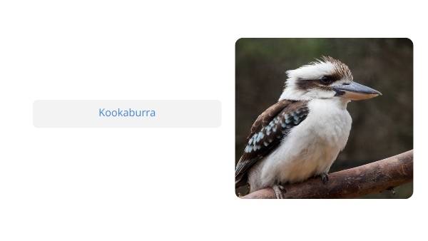Native Australian Animals Education Presentation — slide 11