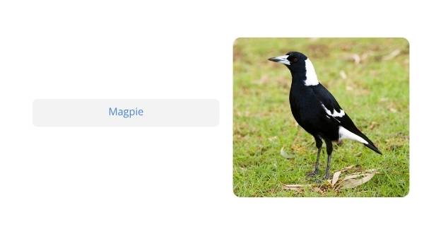 Native Australian Animals Education Presentation — slide 12
