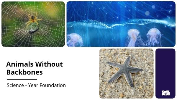 Animals Without Backbones Education Presentation — slide 1