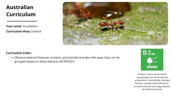 Animals Without Backbones Education Presentation — slide 2