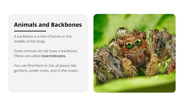 Animals Without Backbones Education Presentation — slide 4
