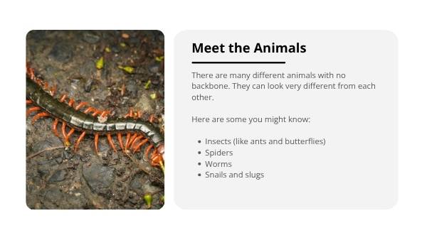 Animals Without Backbones Education Presentation — slide 5